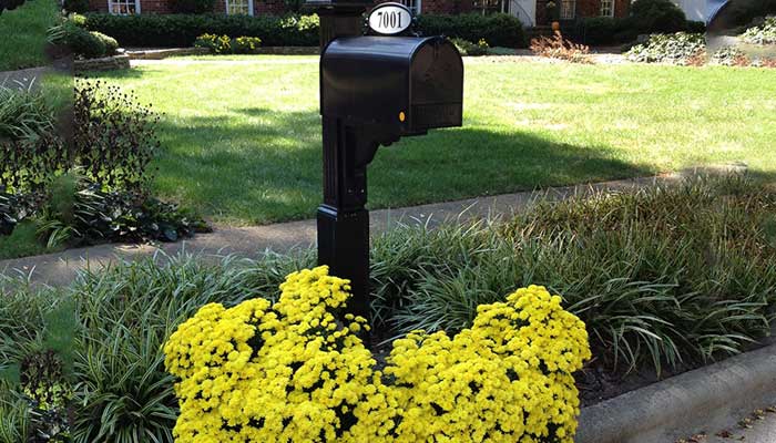 Residential mailbox on curb with yellow mums planted on around mailbox.